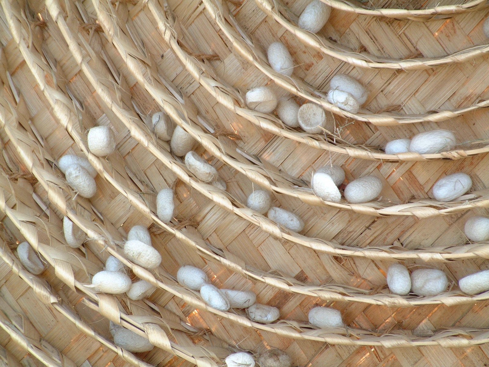 Silkworm Cocoons 