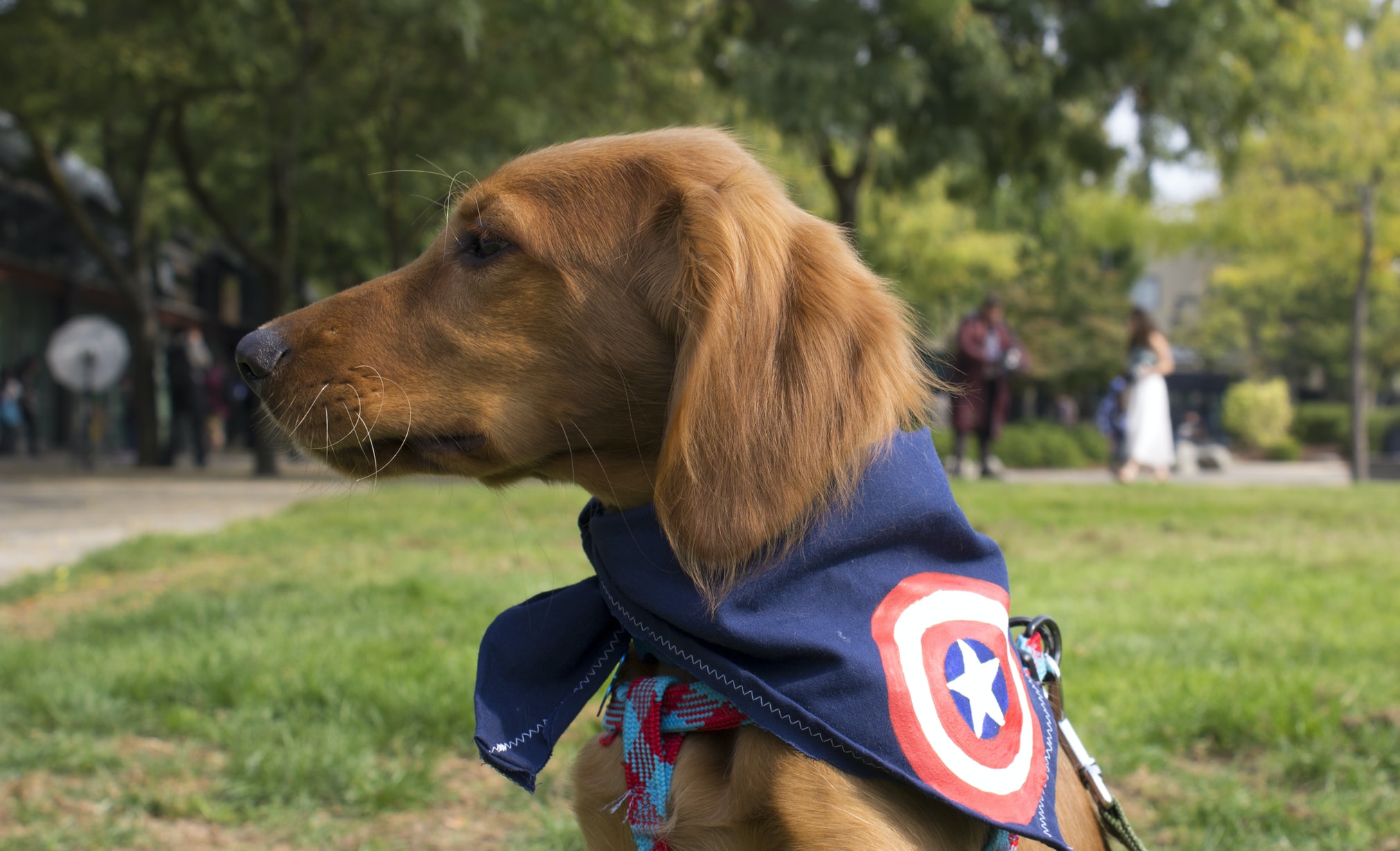 dog with scarf